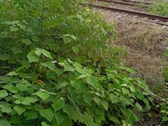 -老火车站牛肉粉