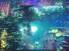 -迪拜帆船酒店海底餐厅