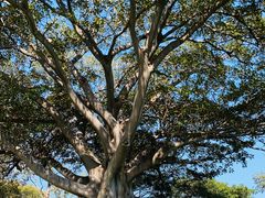 -麦考利夫人座椅