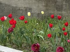 -上海鲜花港