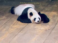 -深圳野生动物园