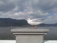 -海埂大坝