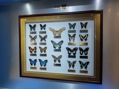 -上海昆虫博物馆