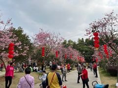 -广州市帽峰山景区