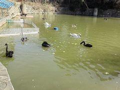 -合肥野生动物园