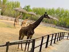 -北京野生动物园