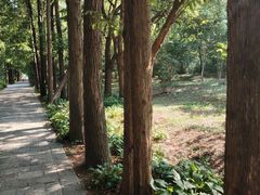 -上海滨江森林公园