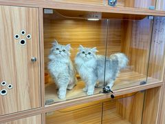 -猫十亿·布偶金渐层·曼基康矮脚猫舍(青年路店)