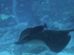 -新加坡海洋生态馆