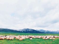 -祁连山草原