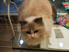 -momokira米努特·德文卷毛猫·棉花面纱犬