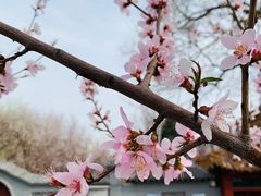 -第戎蛋糕(恒隆广场店)