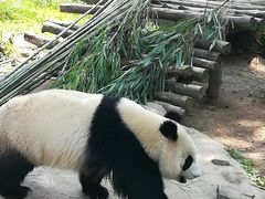 -都江堰中华大熊猫苑