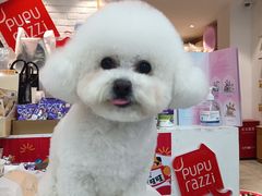 -帕帕拉兹宠物(亚洲旗舰店)