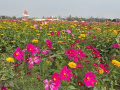 -荷兰花海