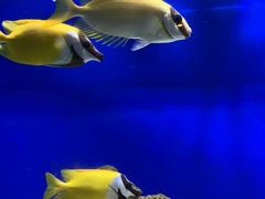 -洛阳龙门海洋馆
