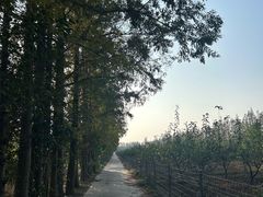 -上海长兴岛郊野公园