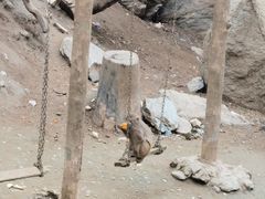 -栾川竹海野生动物园