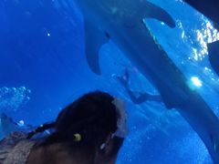 -烟台海昌鲸鲨海洋公园