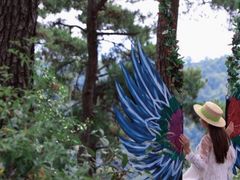 -九龙江国家森林公园