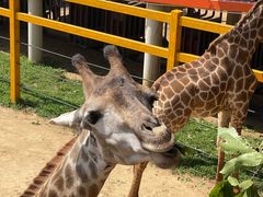 -西霞口神雕山野生动物世界