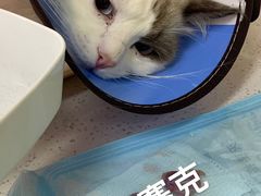 -联合动物医院(光谷诊疗中心)