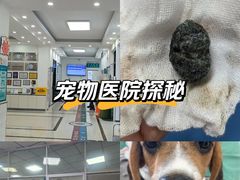 -派美特宠物医院·核磁CT·骨科肿瘤·疑难转诊(沈农禾丰店)