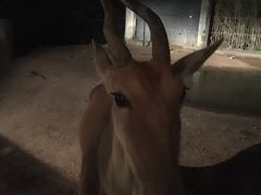 -清迈夜间动物园