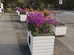 -上海佘山国家森林公园东门地面停车场