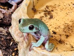 -帕帕拉兹宠物(亚洲旗舰店)