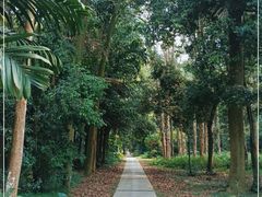 -南宁良凤江国家森林公园