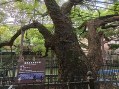 -小洲村