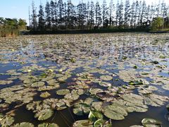 -上海长兴岛郊野公园