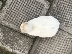 -复旦大学光华楼