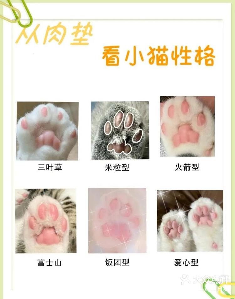 猫咪肉垫形状看性格图片