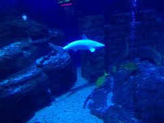 -烟台海昌鲸鲨海洋公园
