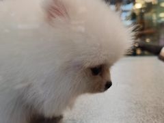 -香港宠物街