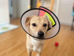 -爱侣宠医·鹦鹉专科·小型哺乳类·异宠专科(灵石路店)