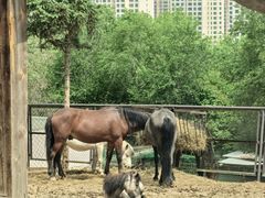 -青藏高原野生动物园