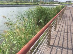 -江滩湿地公园