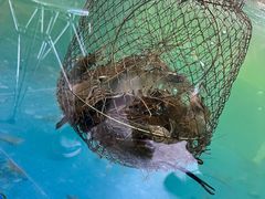 -SHRIMP CLUB万东餐饮钓虾·清吧