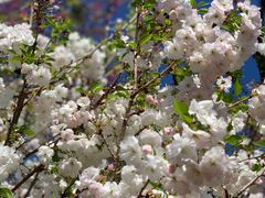 -天适樱花悠乐园