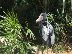 -新加坡飞禽公园