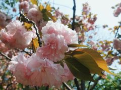 -中山公园