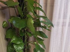 -小厨娘淮扬菜(板桥一店)