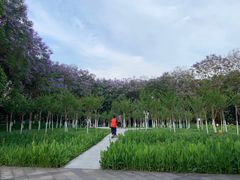 -重庆彩云湖湿地公园