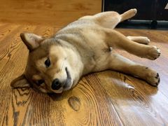 -柴务处·柴犬主题狗咖