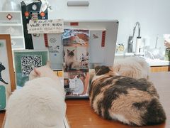 -有猫主题·治愈系猫咖(曾厝垵店)