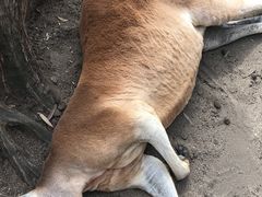 -可伦宾野生动物保护区
