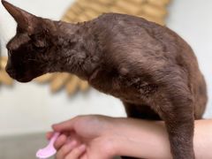 -喵屿·大理花园猫咖